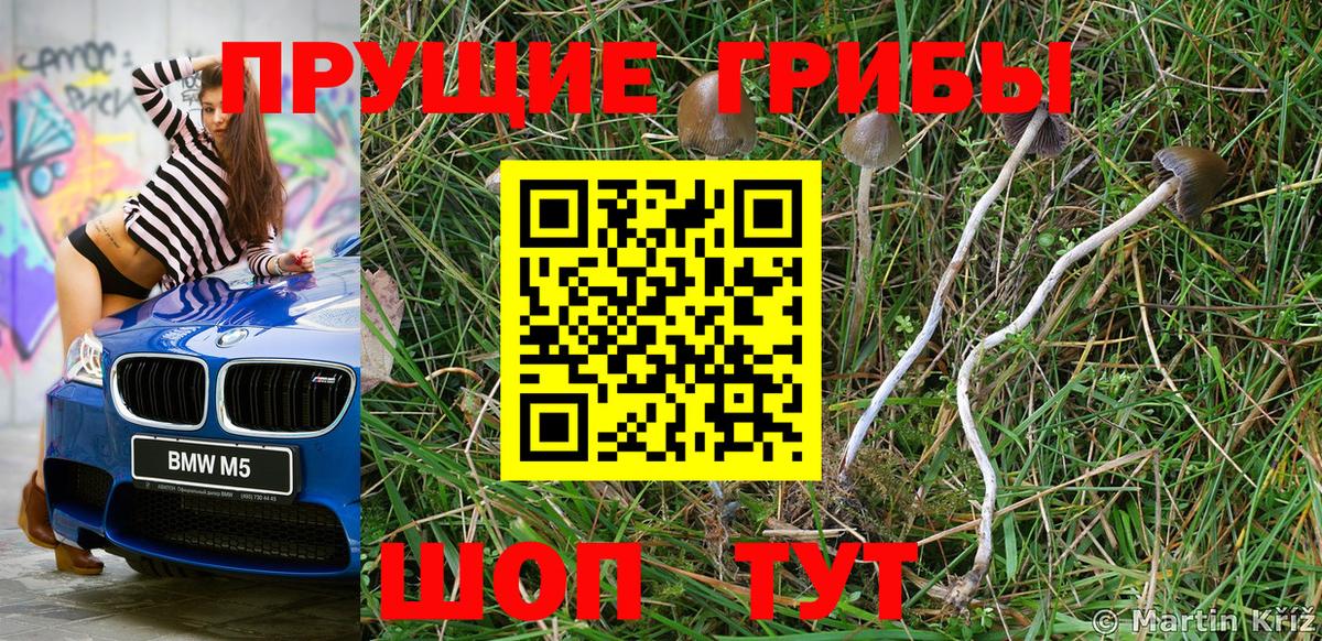 Псилоцибиновые грибы Psilocybe Кинель